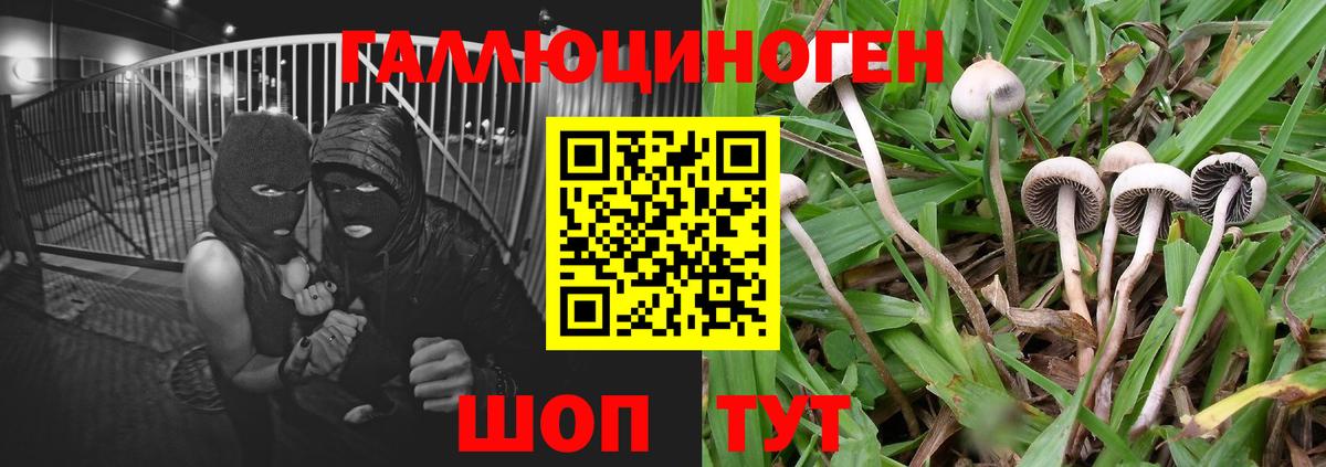 Вятские Поляны  Псилоцибиновые грибы Psilocybine cubensis  Вход с VPN  Псилоцибиновые грибы GOLDEN TEACHER 